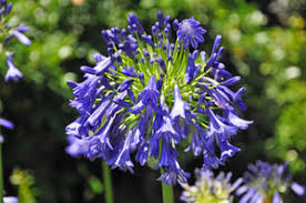 Image result for Agapanthus codii