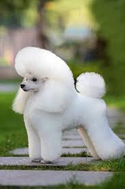 Beautiful Poodle Pictures Smartest Dog Breeds Poodle Puppy Poodle Dog