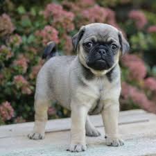 Image result for puggle