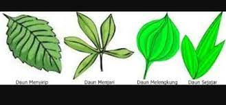 Maybe you would like to learn more about one of these? Gambarkan Bentuk Daun Bertulang Menyirip Menjari Sejajar Dan Melengkung Brainly Co Id