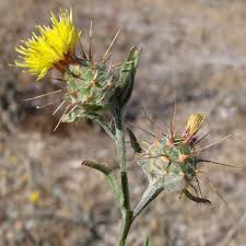 Image result for Centaurea melitensis