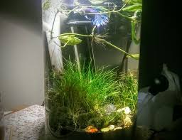 Maybe you would like to learn more about one of these? 2 Gallons Fish Tanks And Aquariums Ratemyfishtank Com