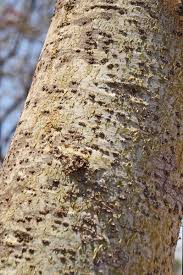 Image result for Commiphora mossambicensis