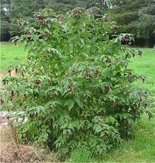 Image result for Hyparrhenia formosa