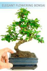 Stunning medium sized flowering indoor bonsai tree with. Indoor Oriental Tea Tree Bonsai With Humidity Tray Idcar2