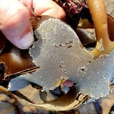 Image result for Isoglossa membranacea