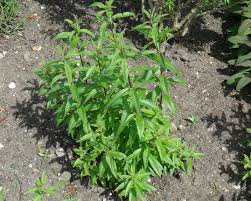 Image result for Aloysia citrodora