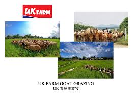 Uk farm agro resort is an aspiring leisure farm located in kluang, johor, malaysia. Uk Farm Agro Resort Home Facebook