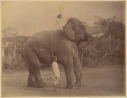 Lala Deen Dayal | The Great Elephant ...