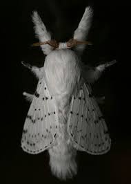 Black And White Insect With Wings Uk Fluffy White Moth Portrait Moth Moth Caterpillar Cool Insects