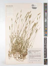 Image result for Sacciolepis indica