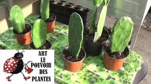 Côté outil, une petite pelle de jardinage fera très bien l'affaire. Tuto Jardin Figuier De Barbarie Comment Faire Une Bouture Plantes Vertes Succulente Grasse Youtube