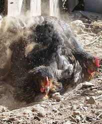 Ideally, the chicken bath that can hold enough dirt, and allow ample freedom of movement for at. Dust Bathing Chickens Get Dirty To Get Clean Cackle Hatchery