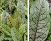 It can be grown around ponds, in a bog, or in a water garden. Bloody Dock Pond Aquatic Bog Plant