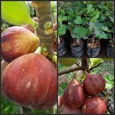Namun, sebelumnya kamu harus mempersiapkan media tanam dengan campuran tanah, pupuk, dan pasir (2: Jual Goldseeds Bibit Tanaman Buah Tin Merah Varietas Asli Terbaru Juni 2021 Blibli