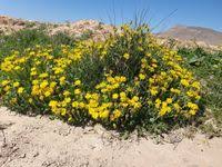 Image result for Hertia