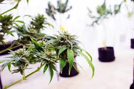 However, the acceptable temperature range can vary depending on if your cannabis plant is in a vegetative, or flowering stage of growth. What Is The Ideal Temperature To Grow Marijuana Expert S Advice