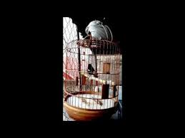 Burung tersebut ialah burung decu. Suara Burung Decu Kembang Gacor