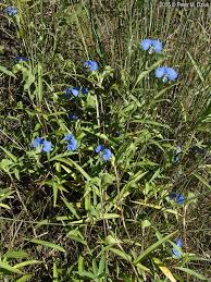 Image result for Commelina capitata