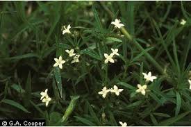 Image result for Oldenlandia cana