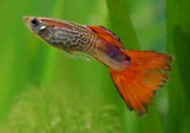Here A Long List Types Of Amazing Guppy In The World Guppies Guppy Typesofguppy Typesofguppies Hewan