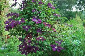 Huge collection, amazing choice, 100+ million high quality, affordable rf and rm images. Clematis Warszawska Nike Clematis Warszawska Nike Online Kaufen