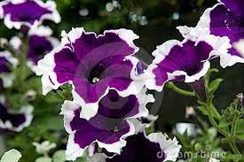 Purple White Petunia With The Vanilla Marigolds Around The Tree Petunias Flowers Blossom Trees