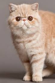 Their nose is short, showing a pancake like face. Exotic Shorthair Information And Pictures Petguide