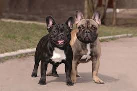 Spayed and neutered is also a factor, as unneutered males may weigh slightly more than their neutered counterparts. Old Married Couple French Bulldog Pictures Bulldog Breeds French Bulldog Breed French Bulldog Pictures
