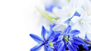 Pin By Mich Ken On Flowers White Flower Wallpaper Blue Flower Wallpaper Blue Flowers Background