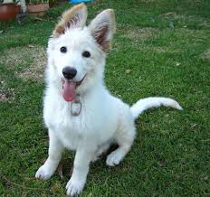 The german shepherd and the alsatian are the same dog, with the latter name coming into vogue during the canine lyrics might read, you say german shepherd, and i say alsatian, depending. White German Shepherd Wallpapers Top Free White German Shepherd Backgrounds Wallpaperaccess