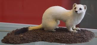 Is a location in megami ibunroku persona. Hermelin Tuepedia