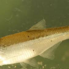 Image result for Leucas princei