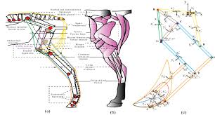 And on the backglegs i didn'tknow the gaskin was like that. Schematic Illustration Of The Musculoskeletal System Of The Horse Hind Download Scientific Diagram