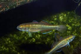 Image result for Hypselodelphys