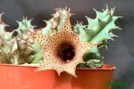 Image result for Huernia longituba