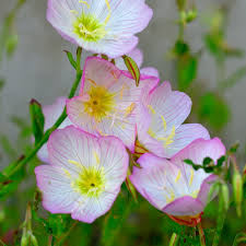 Image result for Ipomoea oenotherae