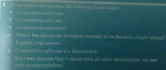 Image result for Carpodiptera africana