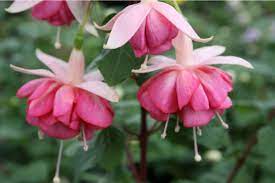 Fuchsia Connoisseur Trailing Kit Oxtoby 3 Jpg 1200 800 Peppermint Candy Fuchsia Peppermint