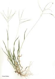 Image result for Digitaria velutina