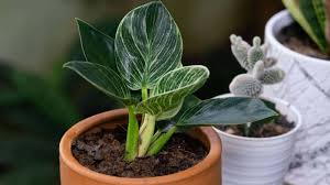 Image result for Filodendron Philodendron