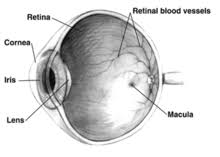 Glaucoma Wikipedia