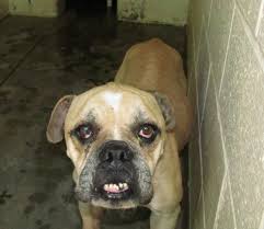 Lee County Animal Services Is A High Kill Shelter With Few Local Adopters There Are Dedicated Volunteers To Help With Transport Adoption Animals Dog Adoption