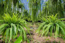 Image result for ledviník