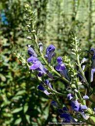 Image result for Scutellaria violascens