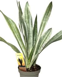 Image result for Sansevieria metallica
