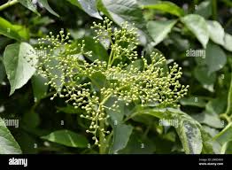 Image result for Premna serratifolia