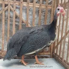 Ayam Mutiara Betina Persiapan Berangkat Ke Pemalang Pemalang Mutiara Ayammutiara Guienafowl Mutiarahitam Ternakayamhias Ayam Ter Pemalang Animals Bird