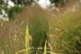 Image result for Chasmopodium