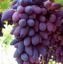 Jun 08, 2021 · listino n. Pizzutello Nero Uva Tavola Nera Barbatella Varieta Tradizionale